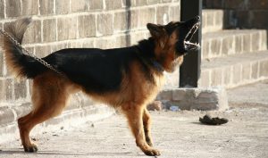 How to stop your dog barking excessively?
